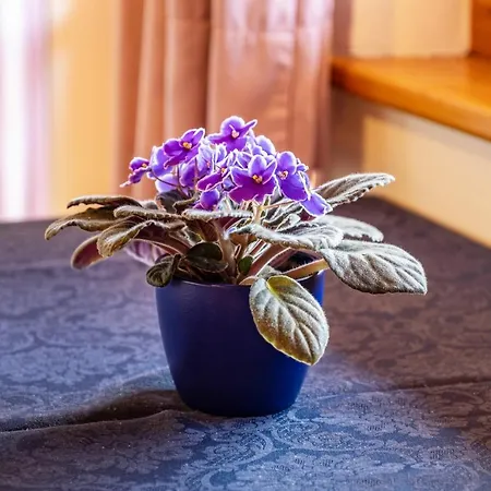 Apartman Weingartnerhof Calendula *